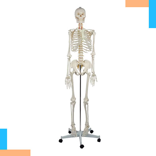 Mô hình giải phẫu bộ xương người 180cm
